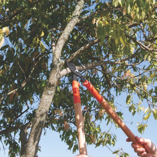 Tesoura corta galhos 23