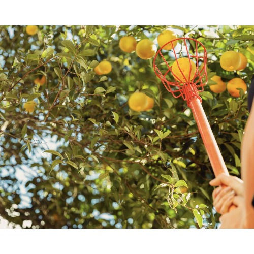Cabo de madeira para colhedor de frutas 290 cm com olho de 26,5 cm