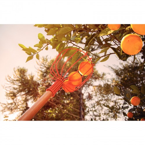 Colhedor de frutas sem cabo