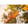 Colhedor de frutas sem cabo - 77819101