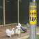 Tela met�lica hexagonal para pinteiro malha 1