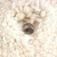 Boina de l� dupla face 8